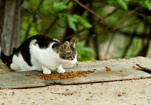 Single cat that was abandonded outside eating foot left by someone else