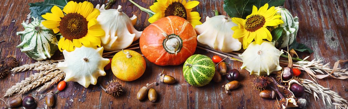 Banner with autumn with pumpkins,sunflowers,acorns and wheat