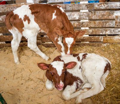 Red baby cow calf standing at stall at farm countryside