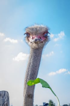 Ostrich birds on ostrich farm countryside