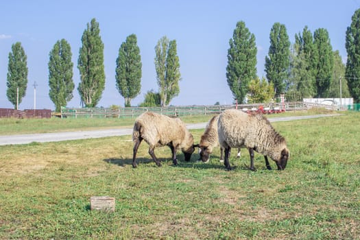 Sheeps herd feed at grass at farm countryside