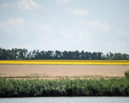 Yellow rapeseed flower field and blue sky near the river. Rapeseed field with forest far away.