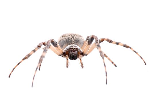 Brown spider isolated on a white background