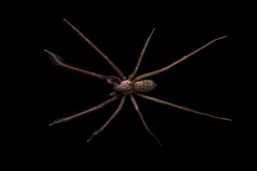 Brown spider isolated on a black background