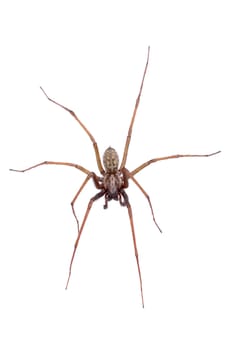 Brown spider isolated on a white background