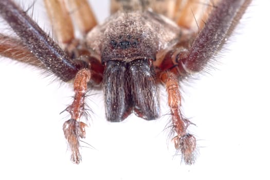 Detai? of head of brown spider isolated on a white background