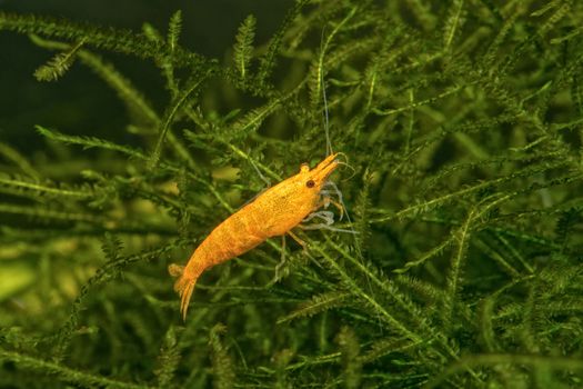 Orange freshwater shrimp closeup shot in aquarium (genus Neocaridina)