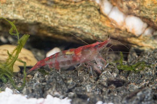 Red freshwater shrimp closeup shot in aquarium (genus Neocaridina)