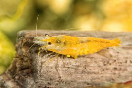 Yellow freshwater shrimp closeup shot in aquarium (genus Neocaridina)