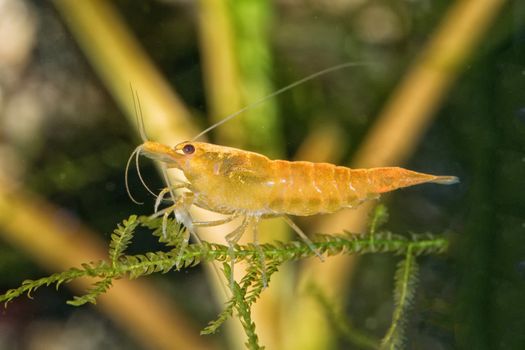 Yellow freshwater shrimp closeup shot in aquarium (genus Neocaridina)