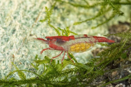 Red freshwater shrimp closeup shot in aquarium (genus Neocaridina)
