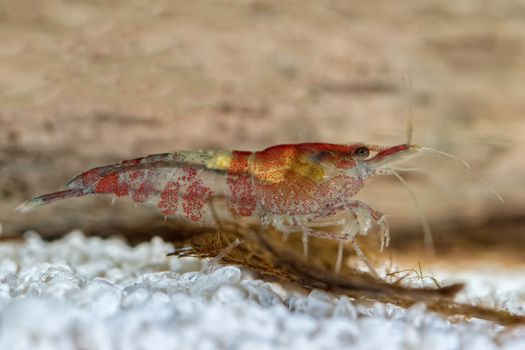 Red freshwater shrimp closeup shot in aquarium (genus Neocaridina)