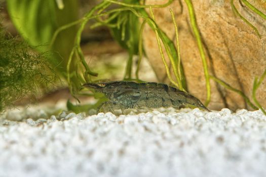 Grey freshwater shrimp closeup shot in aquarium (genus Neocaridina)