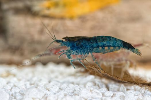 Blue freshwater shrimp closeup shot in aquarium (genus Neocaridina)