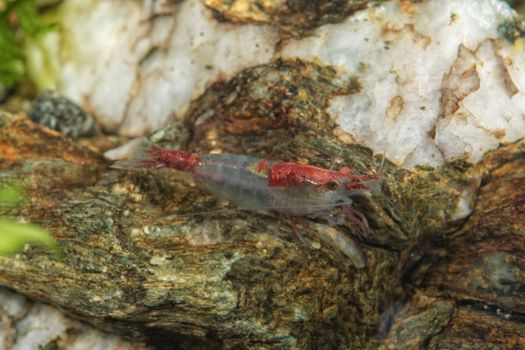 Red freshwater shrimp closeup shot in aquarium (genus Neocaridina)