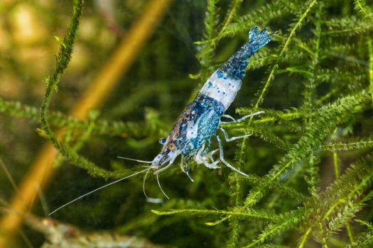 Blue freshwater shrimp closeup shot in aquarium (genus Neocaridina)