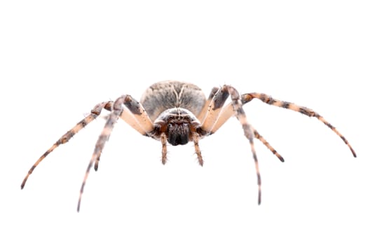 Brown spider isolated on a white background