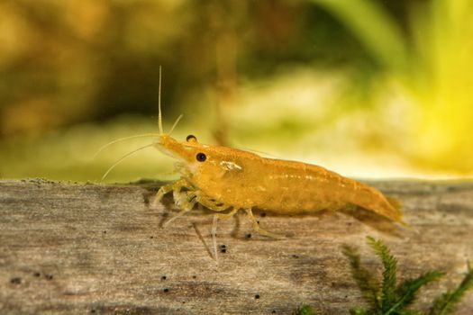 Yellow freshwater shrimp closeup shot in aquarium (genus Neocaridina)
