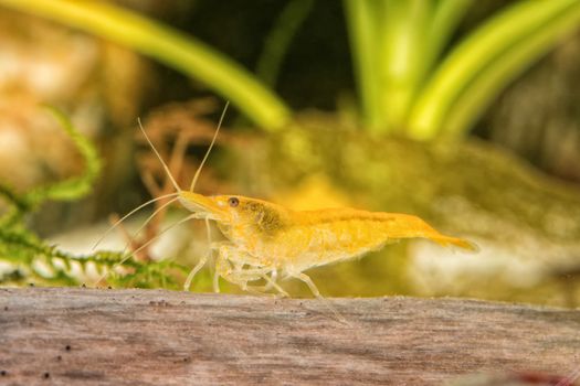 Yellow freshwater shrimp closeup shot in aquarium (genus Neocaridina)