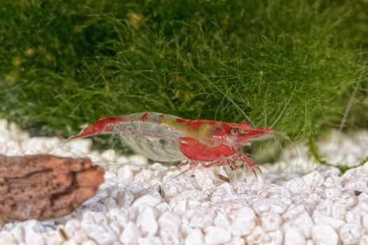Red freshwater shrimp closeup shot in aquarium (genus Neocaridina)