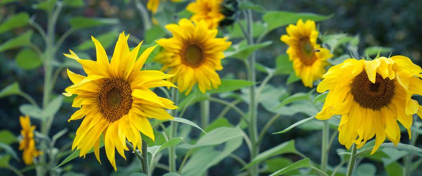 Sunflowers In Bloom, Bright Yellow Flower Outdoors In Field, Harvest Of Sunflowers, First Phase Of Production Of Edible Sunflower Oil, Agricultural Business, Summer farming, Food production industry