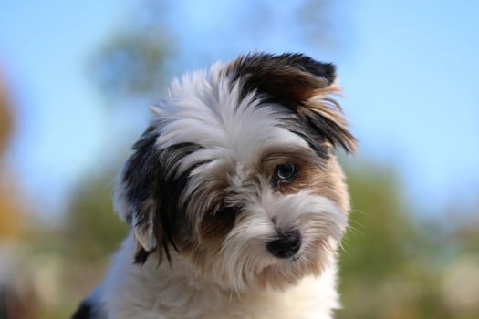 Portrait of a cute little puppy tricolor