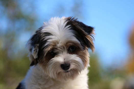 Portrait of a cute little puppy tricolor