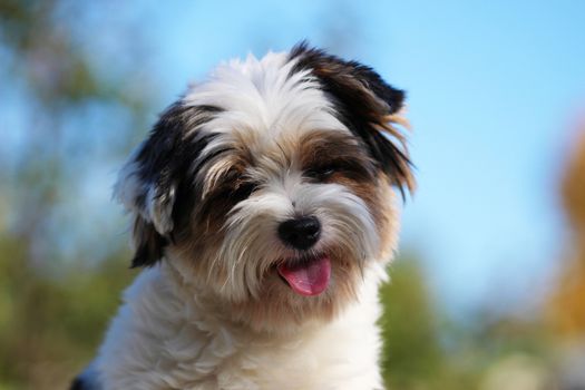 Portrait of a cute little puppy tricolor