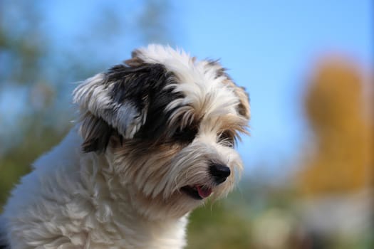 Portrait of a cute little puppy tricolor