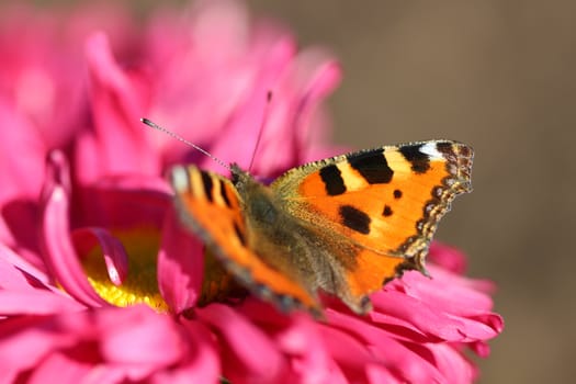 beautiful varicolored butterfly sits on beautiful flower