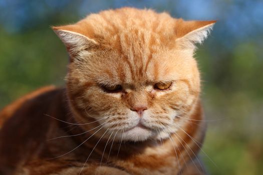 cat wearing a collar sitting on a tree stump