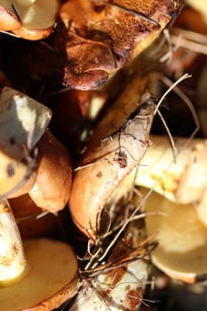 Rich autumn harvest mushrooms in the basket