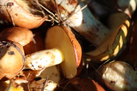 Rich autumn harvest mushrooms in the basket