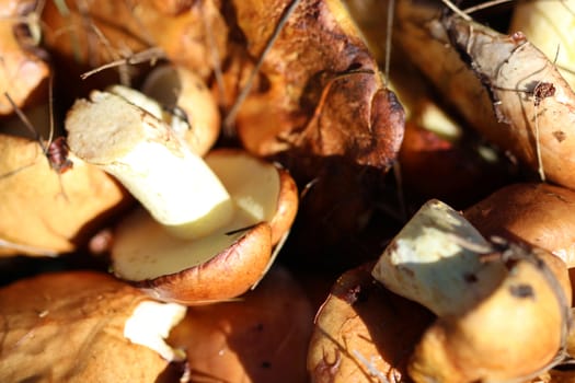 Rich autumn harvest mushrooms in the basket