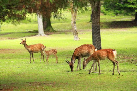 Deer in Nara Park