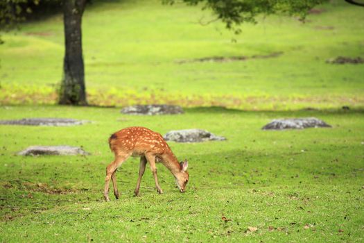 Deer in Nara Park