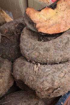 Amorphophallus paeoniifolius or elephant foot yam of Southeast Asia