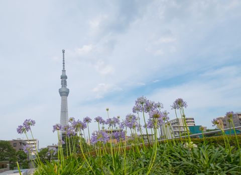 Tokyo sky tree and purple flower