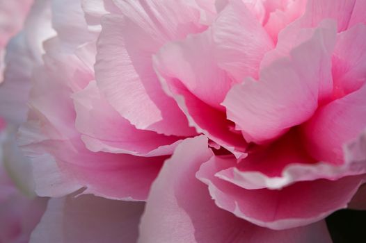 Close up of a pink peony