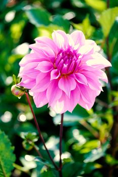 pink dahlia flower in garden