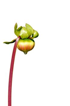 Bud dahlia on white background