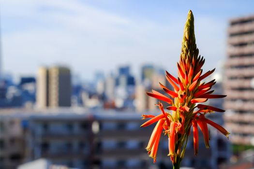 Red and yellow aloe flower