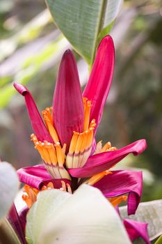 Banana flower on banana tree