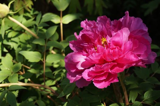 Red peony in the garden