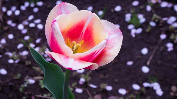 Close-up of tulip flower