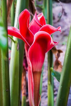 Red flower of etlingera elatior