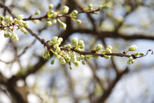 Close up beautiful blossom tree