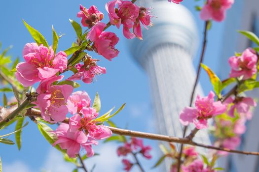 Peach blossom with Tokyo sky tree