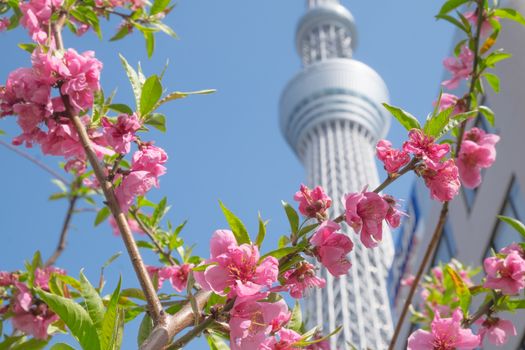 Peach blossom with Tokyo sky tree