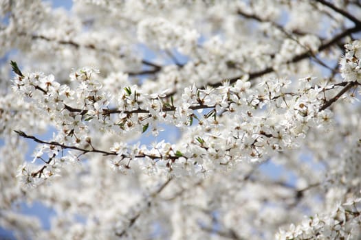 Close up beautiful blossom tree
